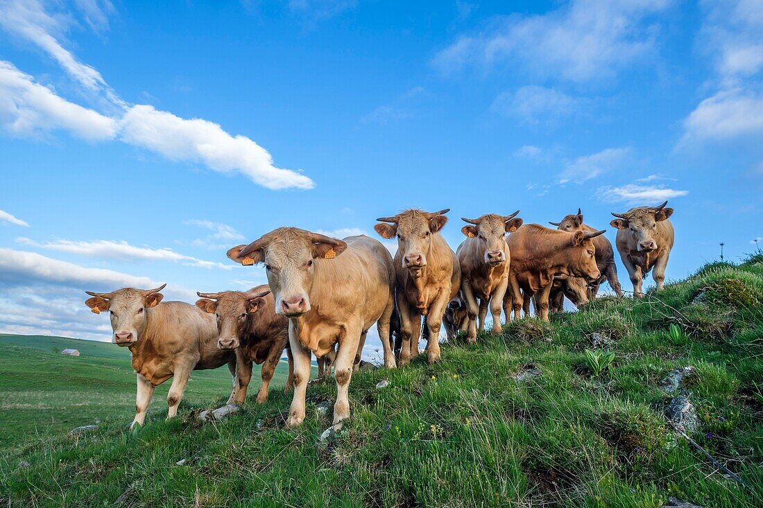 France, Cantal, Regional Natural Park of the Auvergne Volcanoes, herd of cows, Cezallier plateau near Segur les Villas