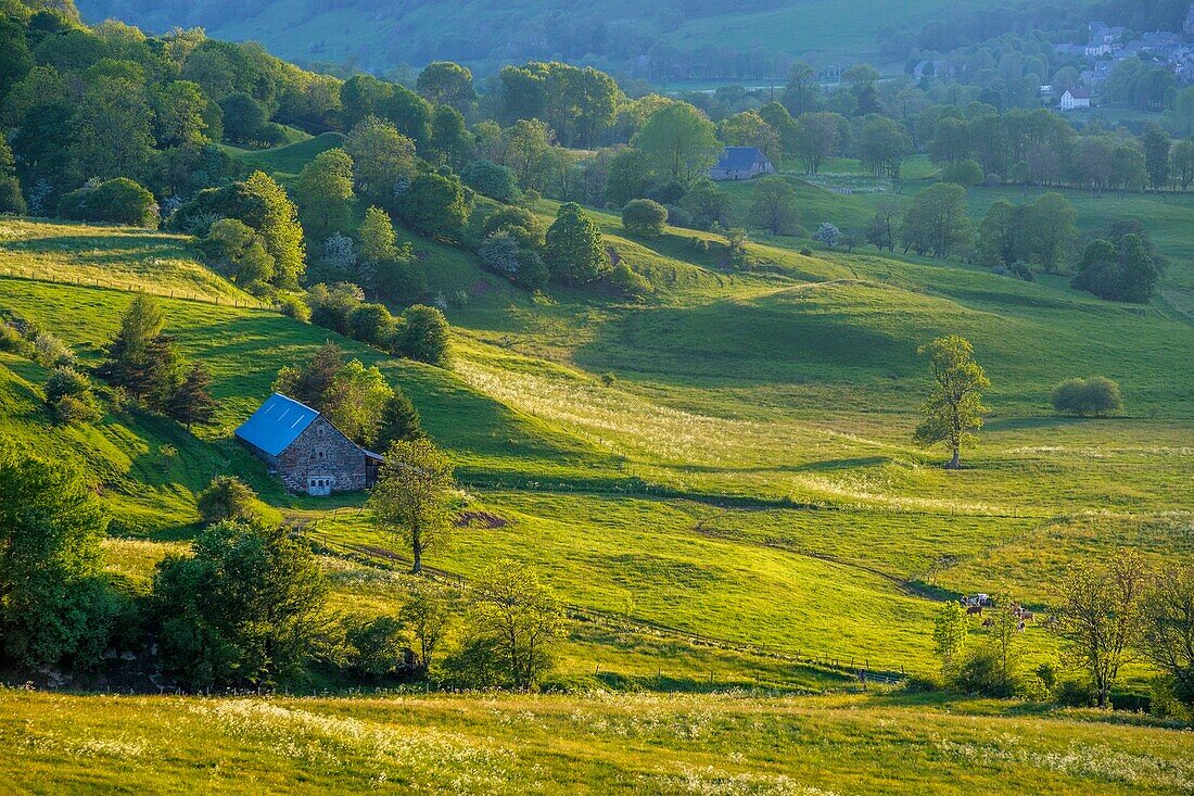 France, Cantal, Regional Natural Park of the Auvergne Volcanoes, monts du Cantal Cantal mounts) Santoire valley near Dienne