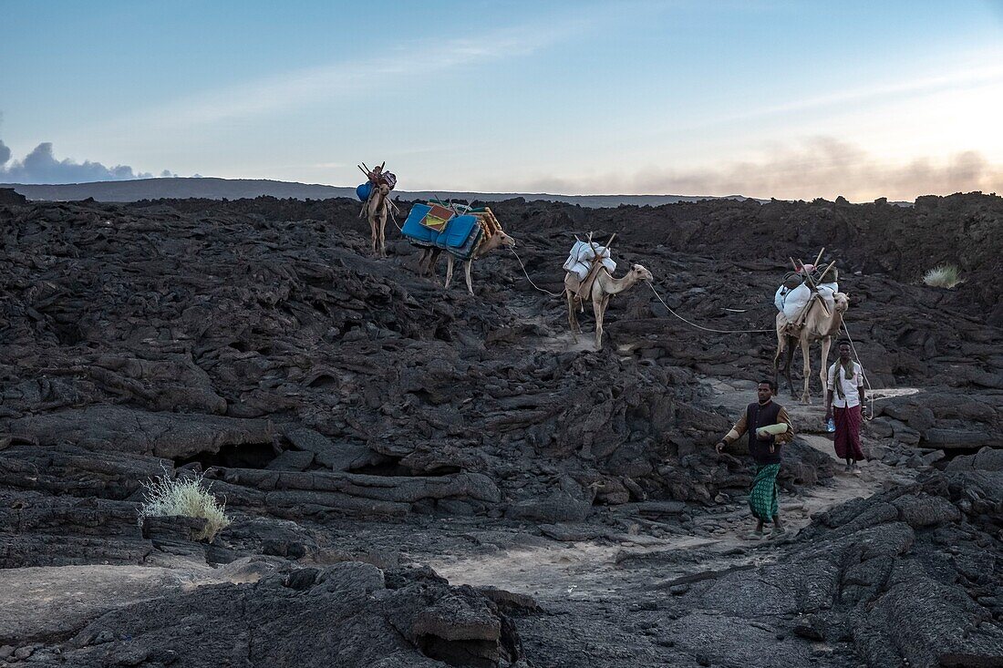 Ethiopia, Afar depression, Erta Ale volcano, camels