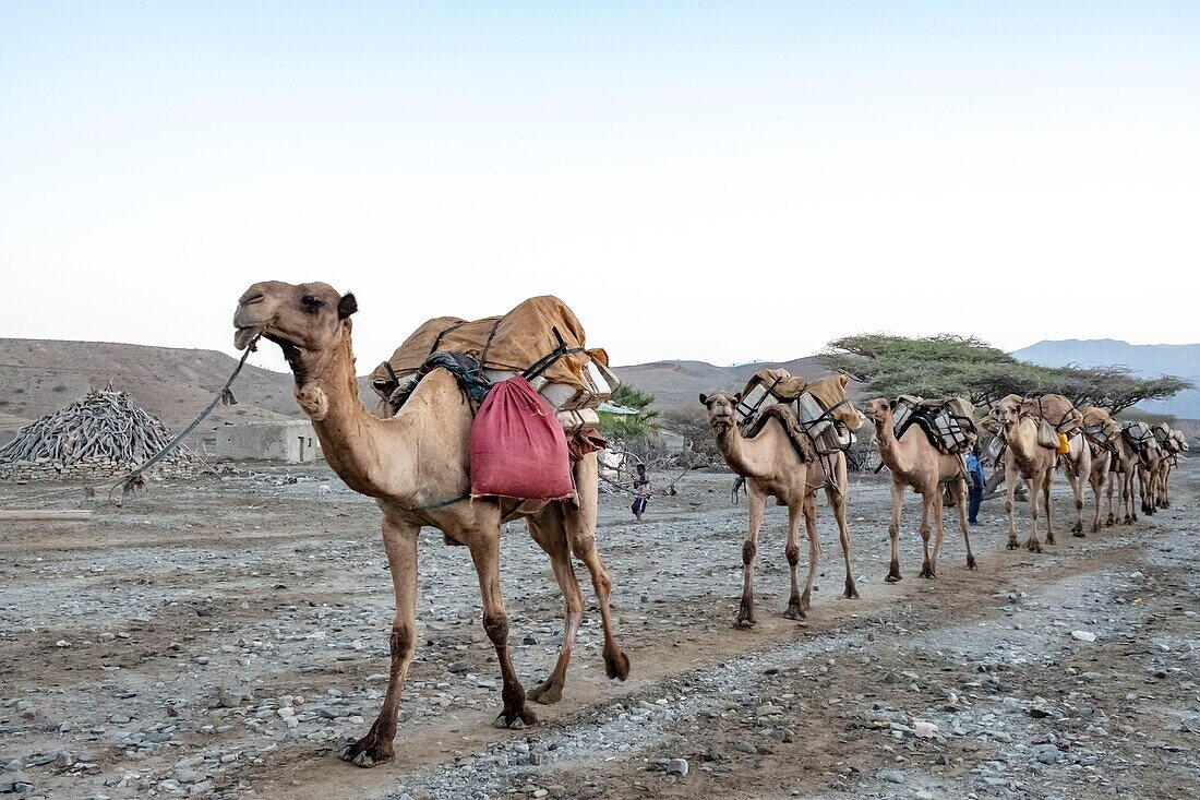 Ethiopia, Afar regional state, wadi Saba, camels going to carry salt