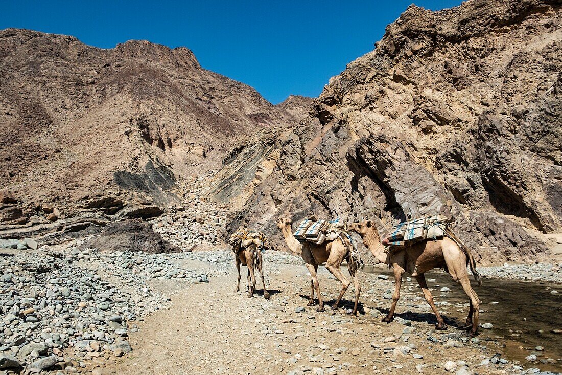 Ethiopia, Afar regional state, wadi Saba, camels going to carry salt