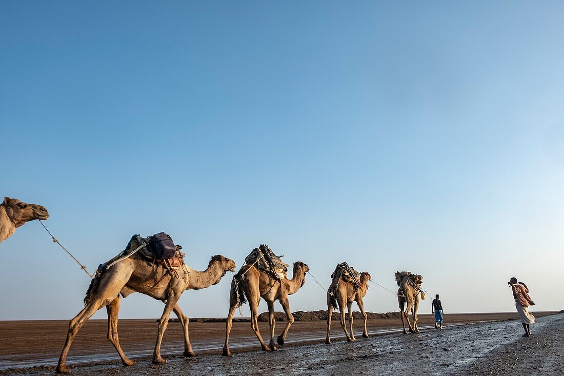 Ethiopia, Afar regional state, Danakil depression, lake Karoum, salt caravan