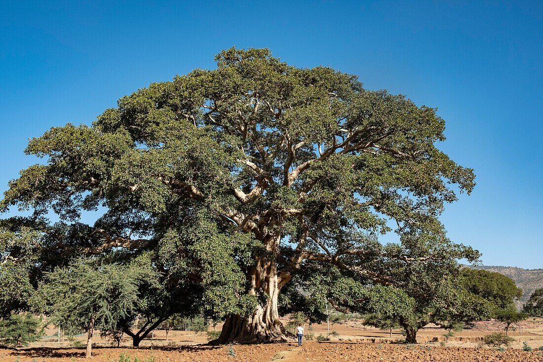 Ethiopia, Tigray regional state, Gheralta range, old fig tree