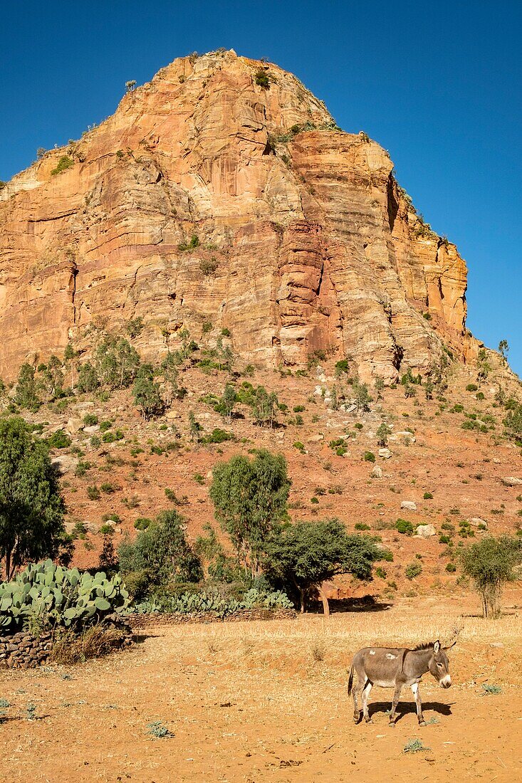 Äthiopien, Regionalstaat Tigray, Gheralta-Gebiet, Esel