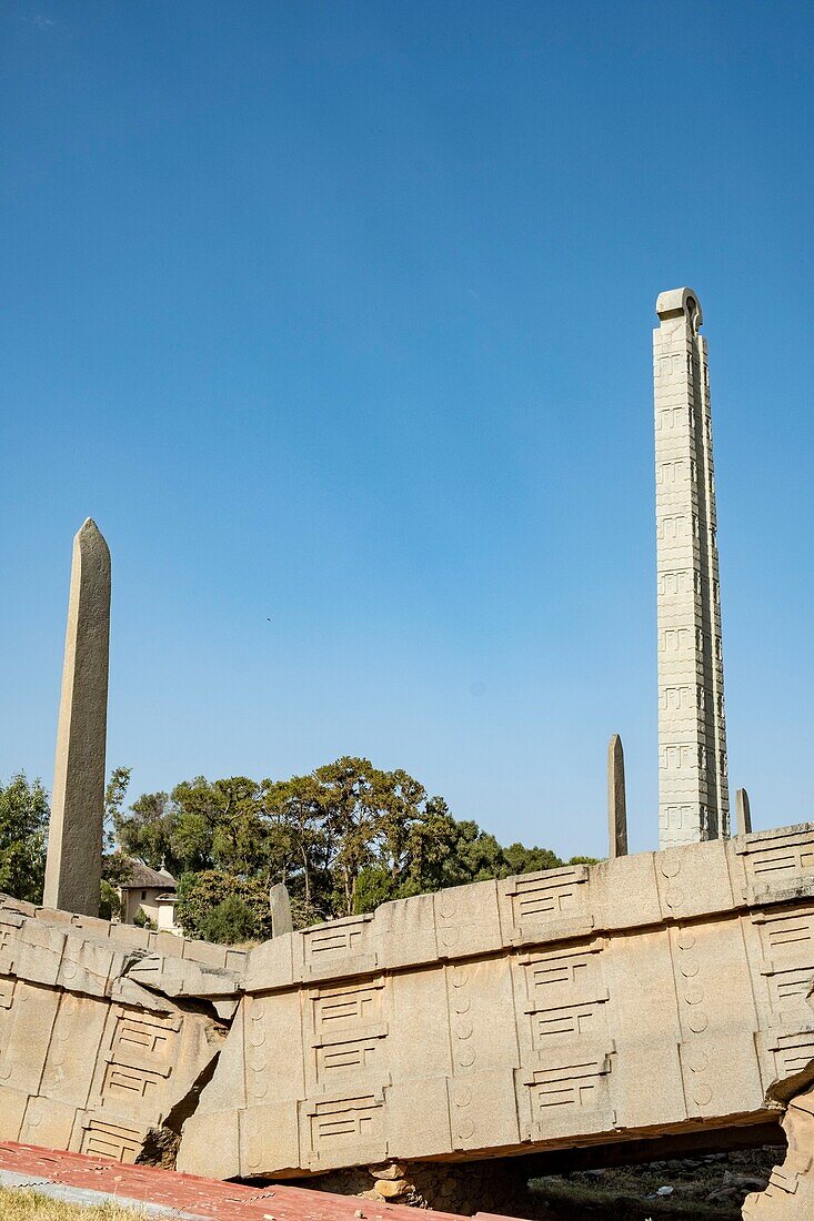 Ethiopia, Tigray regional state, city of Axoum, ruins of the old city listed as World Hertiage by UNESCO, millenary giant stelae