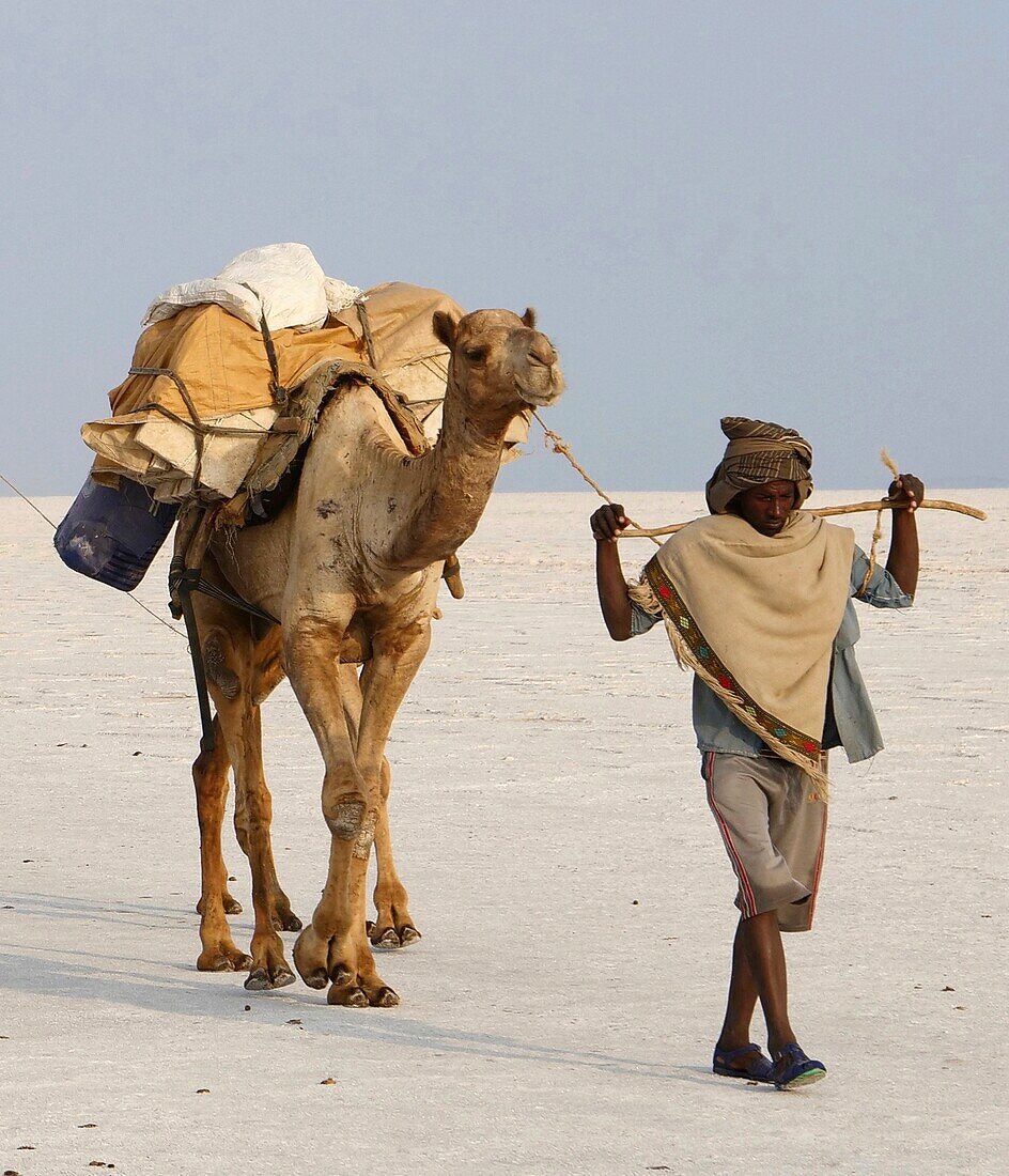 Ethiopia, Danakil depression, An Afar shepherd guides its camels transporting salt bricks extracted from lake Karum