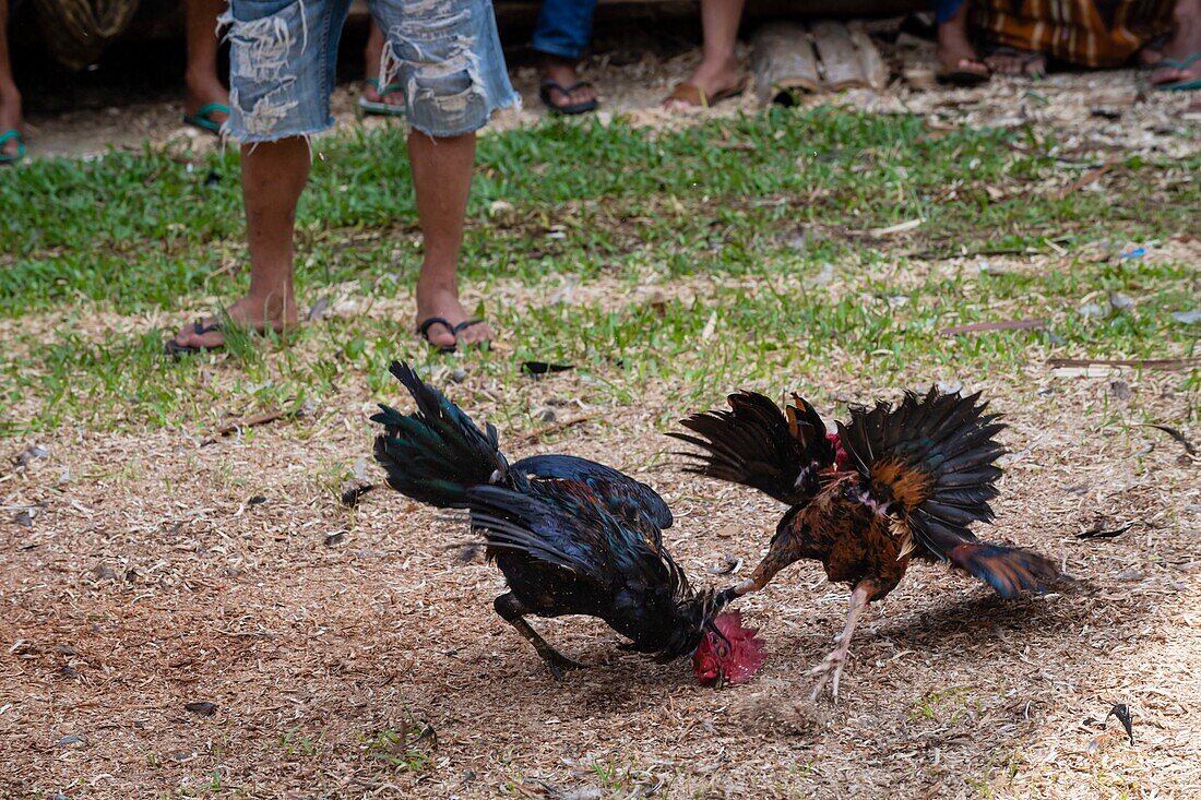 Indonesia, Sulawesi island, Toraja country, Tana Toraja, Rantepao area, rooster fight