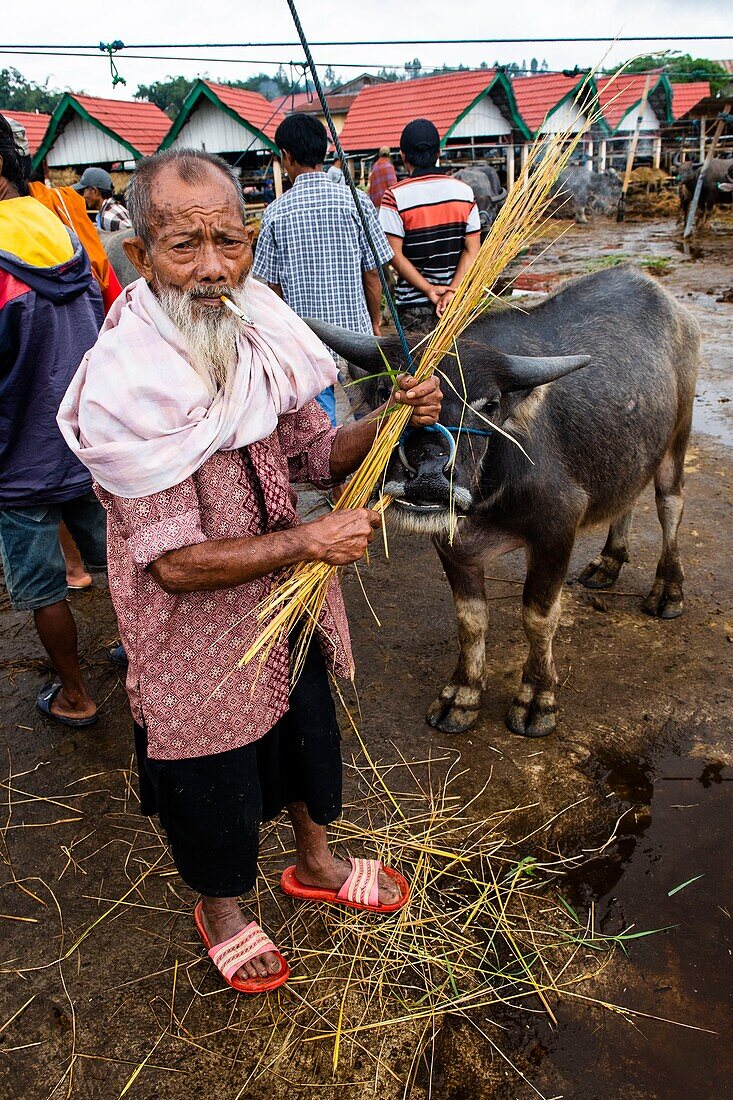 Indonesia, Sulawesi island, Toraja country, Tana Toraja, Tana Toraja, Rantepao, buffalo market