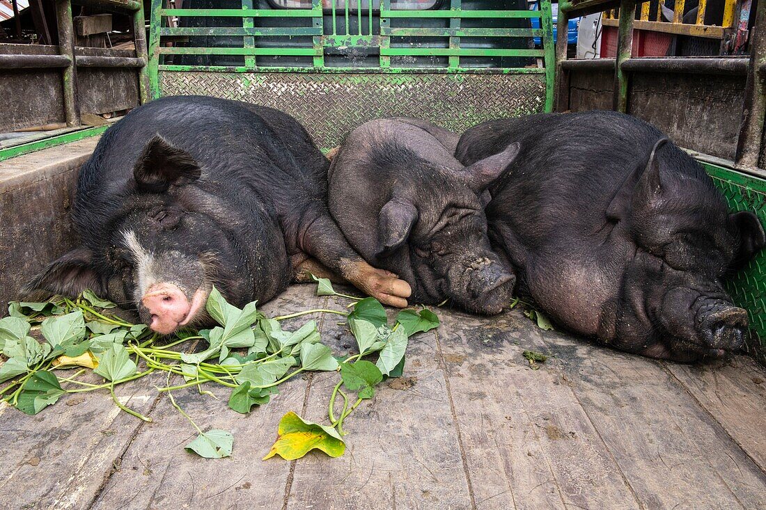 Indonesia, Sulawesi island, Toraja country, Tana Toraja, Tana Toraja, Rantepao, pig market