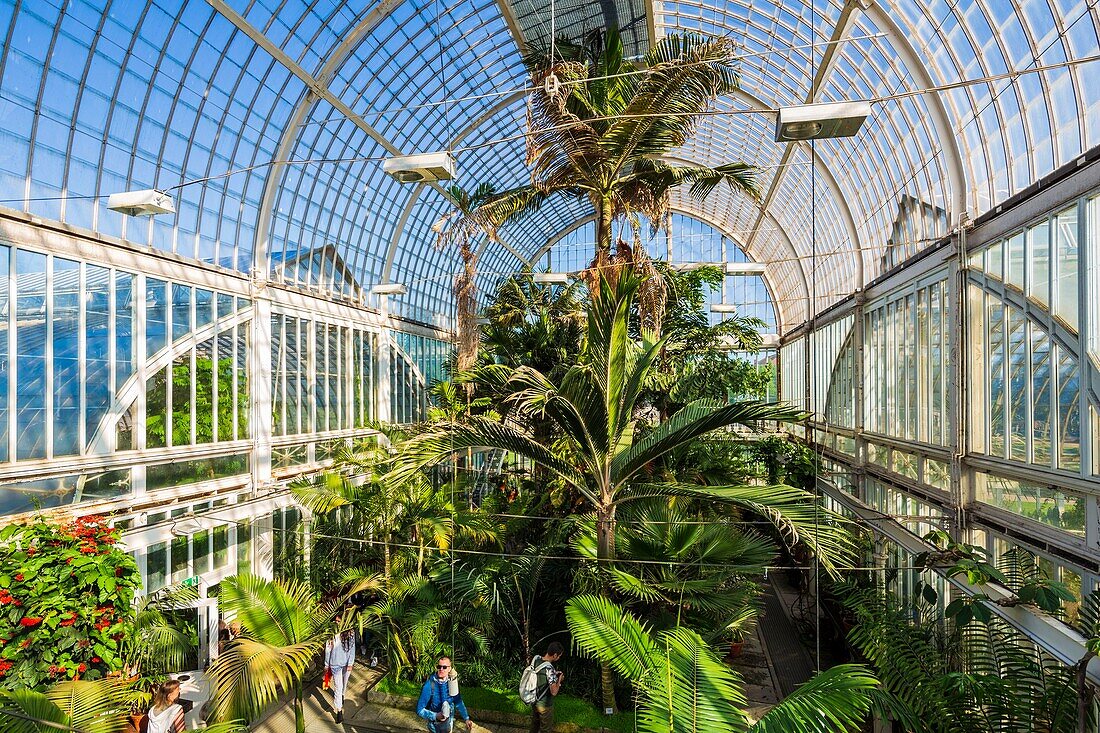 Sweden, Vastra Gotaland, Goteborg (Gothenburg), the palm tree greenhouse