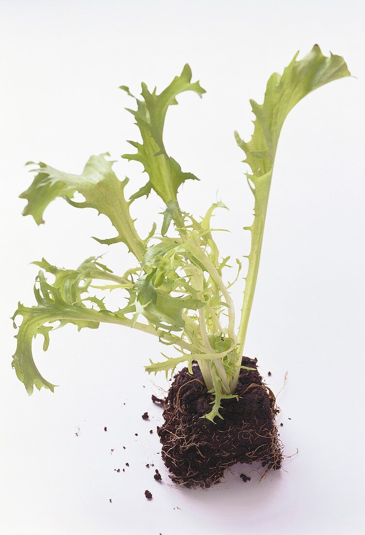 Small curly endive plant with soil