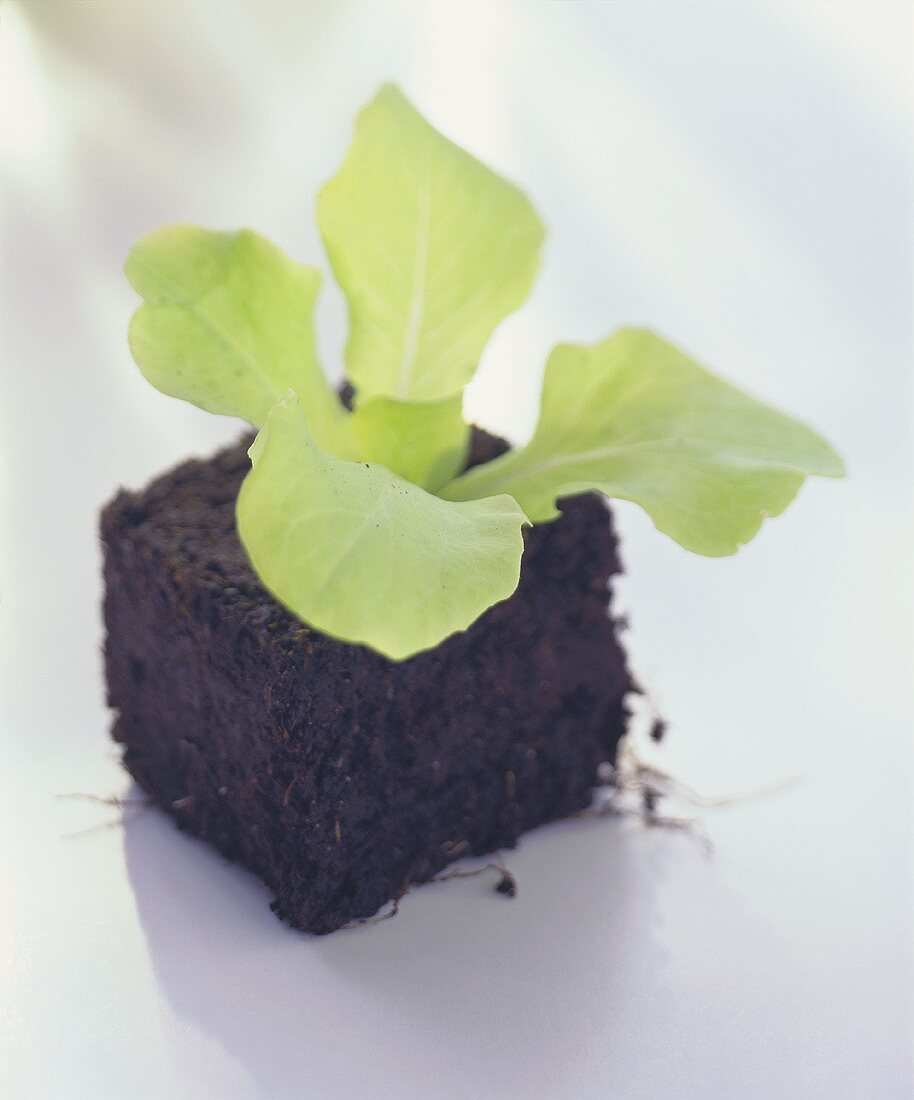 Small lettuce plant with soil