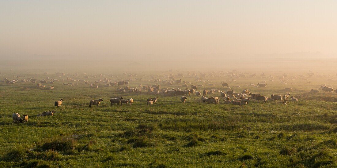 Frankreich, Somme, Baie de Somme, Le Crotoy, Schafe auf gesalzenen Wiesen in der Baie de Somme