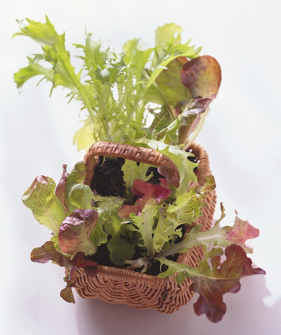 Junge Salatsetzlinge im Weidenkorb