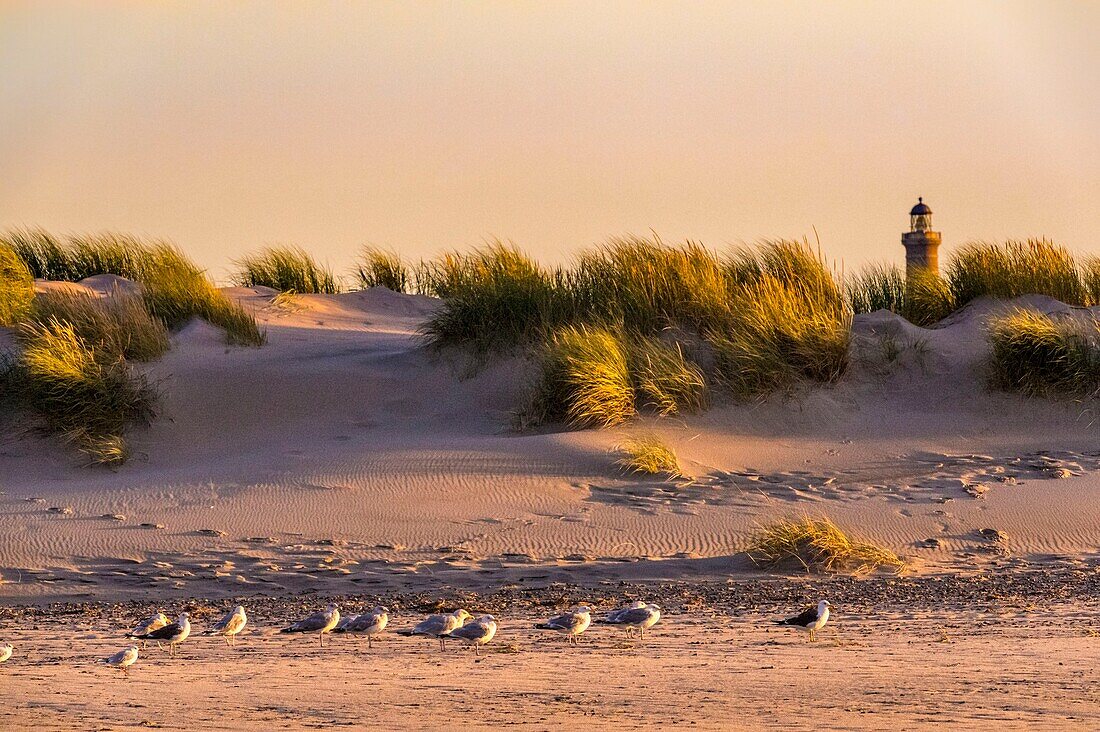 Denmark, North Jutland, the tip of Grenen is a strip of land located in the far north of Denmark, near the town of Skagen, it is the meeting point of two straits, Skagerrak and Kattegat, group of gulls at sunset