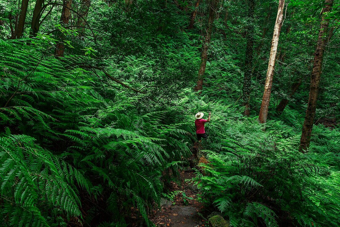 Spain, Canary Islands, La Palma, tourist in a forest in a setting of tropical ferns