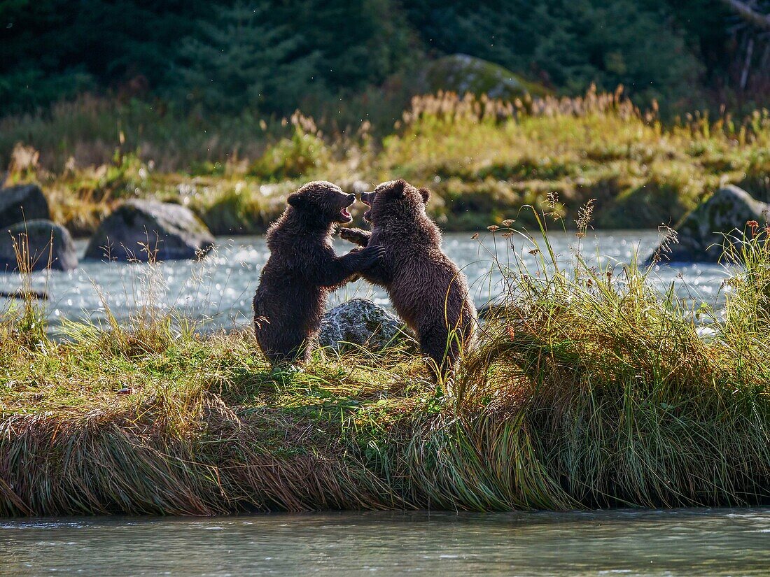 United States, Alaska, two brown bear grizzly cubs playing in the Chillkoot river near Haines