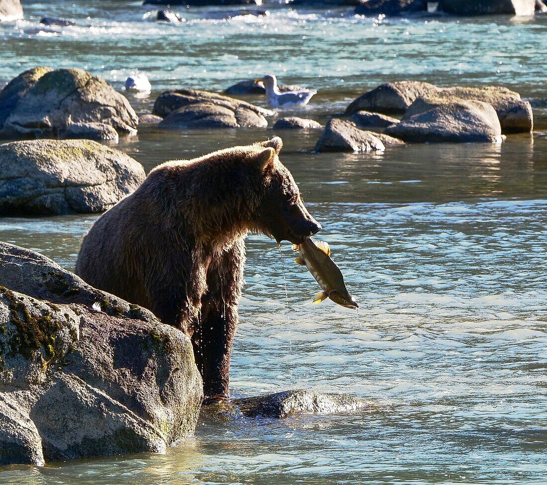 United States, Alaska, brown bear grizzly fishing in the Chillkoot river near Haines during the salmon spawning season