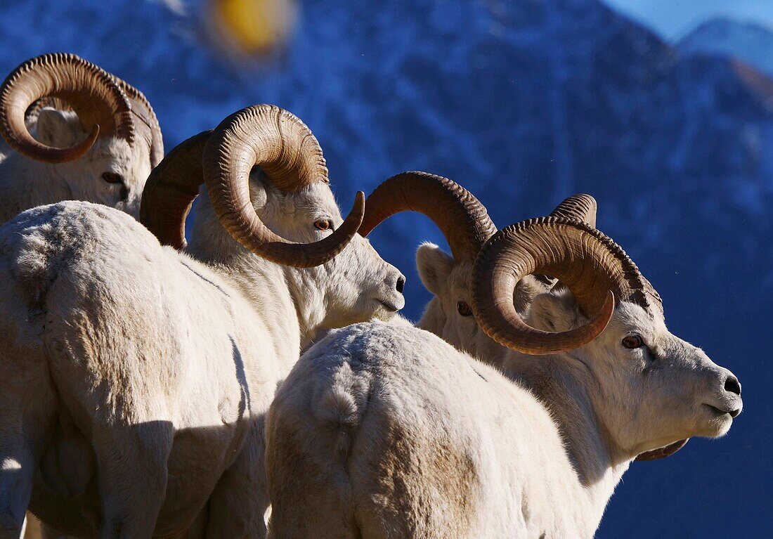 Nordamerika, Kanada, Yukon, Kluane National Park, männliches Dallschaf