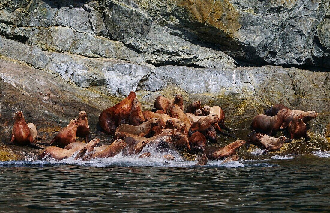 United States, Alaska, sea lions diving into the Pacific Ocean, Prince William's bay near Valdez