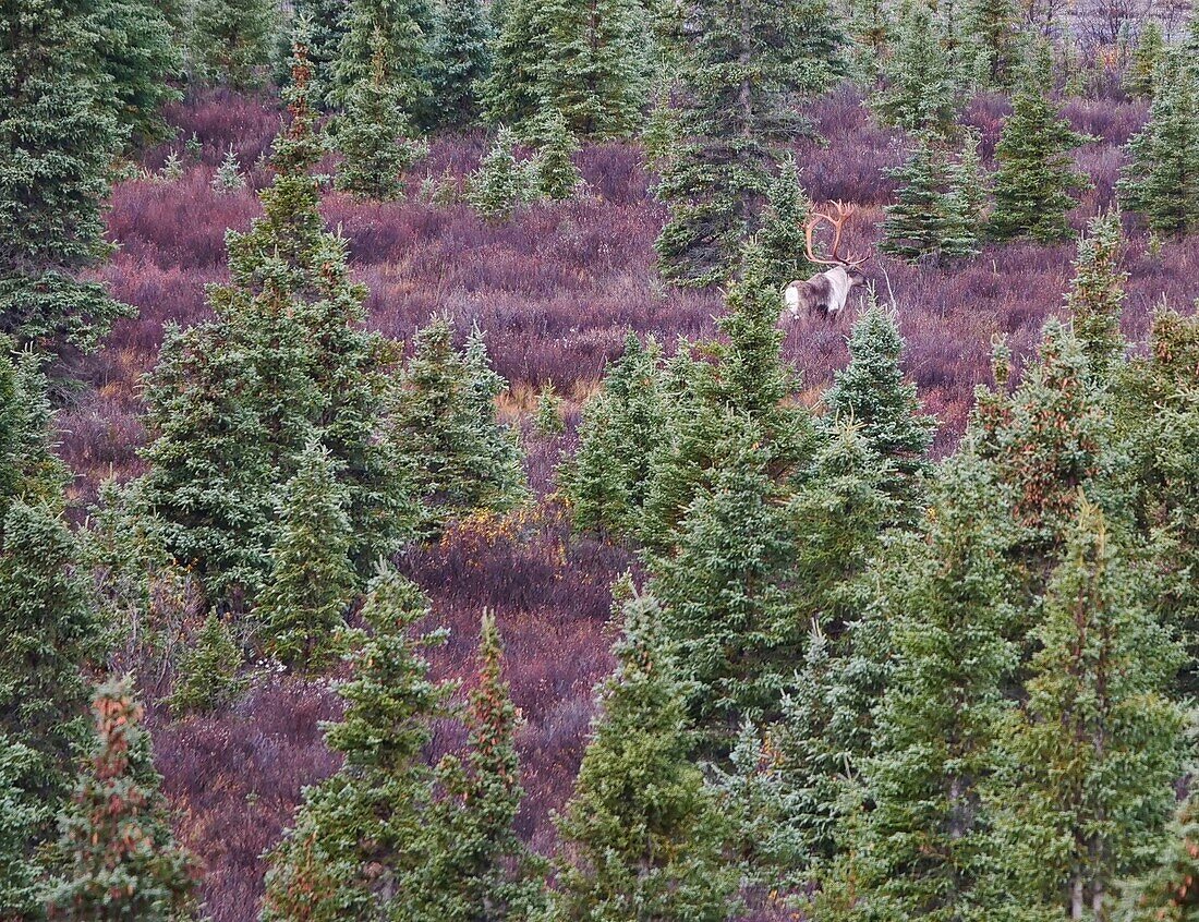 United States, Alaska, Denali National Park, caribou in a firs forest