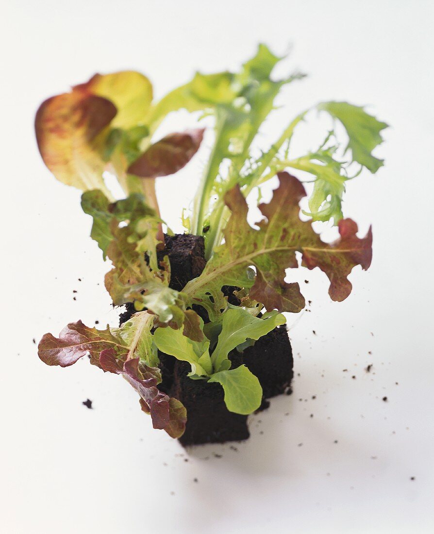 Young endive, oak leaf lettuce, lollo rosso and lettuce plants
