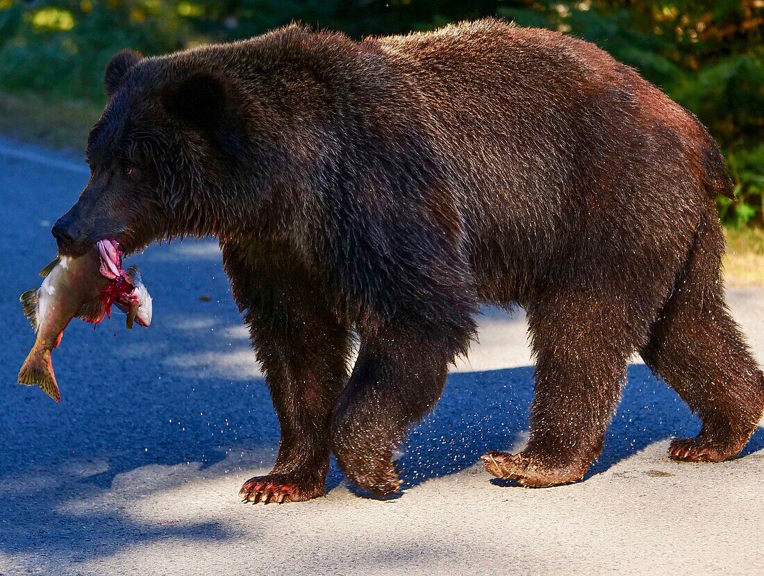 United States, Alaska, brown bear grizzly fishing in the Chillkoot river near Haines during the salmon spawning season