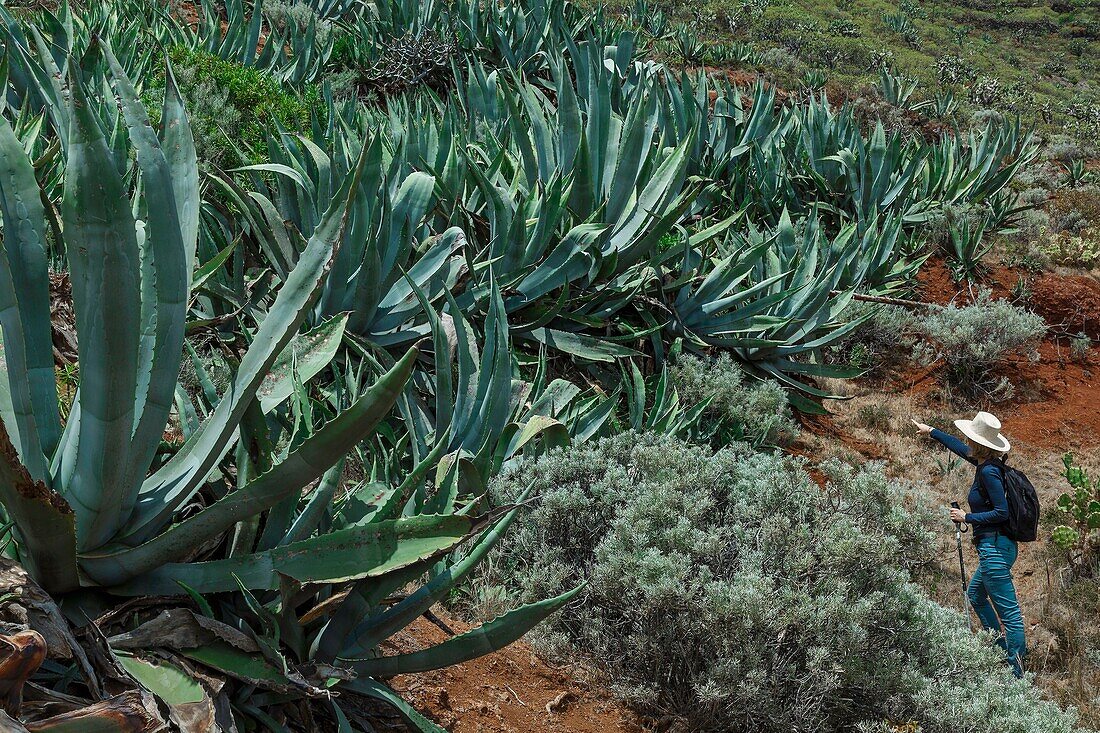 Spain, Canary Islands, La Palma, hiker on a path by the sea, surrounded by tropical succulents and cactus in a volcanic environment