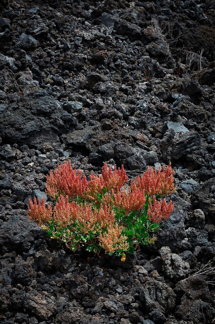 Spanien, Kanarische Inseln, La Palma, Detail von Pflanzen und Meeresblumen im tropischen Stil auf felsigem und vulkanischem Boden