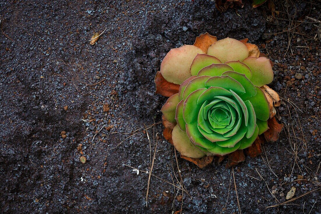 Spanien, Kanarische Inseln, La Palma, Detail von Pflanzen und Meeresblumen im tropischen Stil auf felsigem und vulkanischem Boden