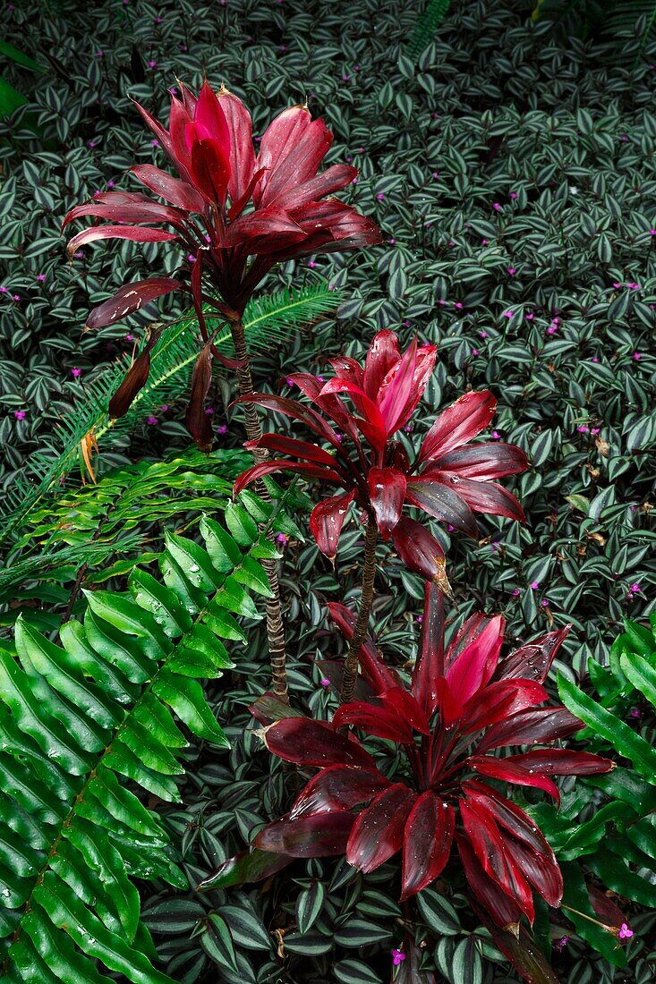 Spanien, Kanarische Inseln, La Palma, Detail von Pflanzen und Meeresblumen im tropischen Stil auf felsigem und vulkanischem Boden