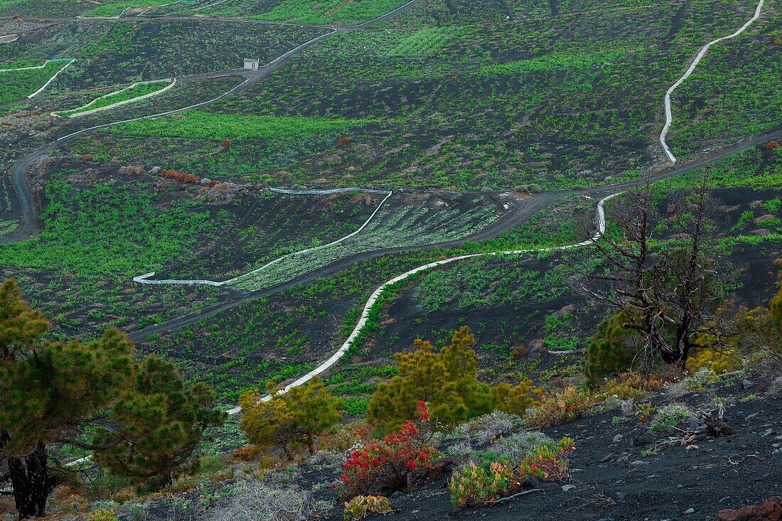 Spain, Canary Islands, La Palma, view of a vineyard in an oceanic and volcanic environment