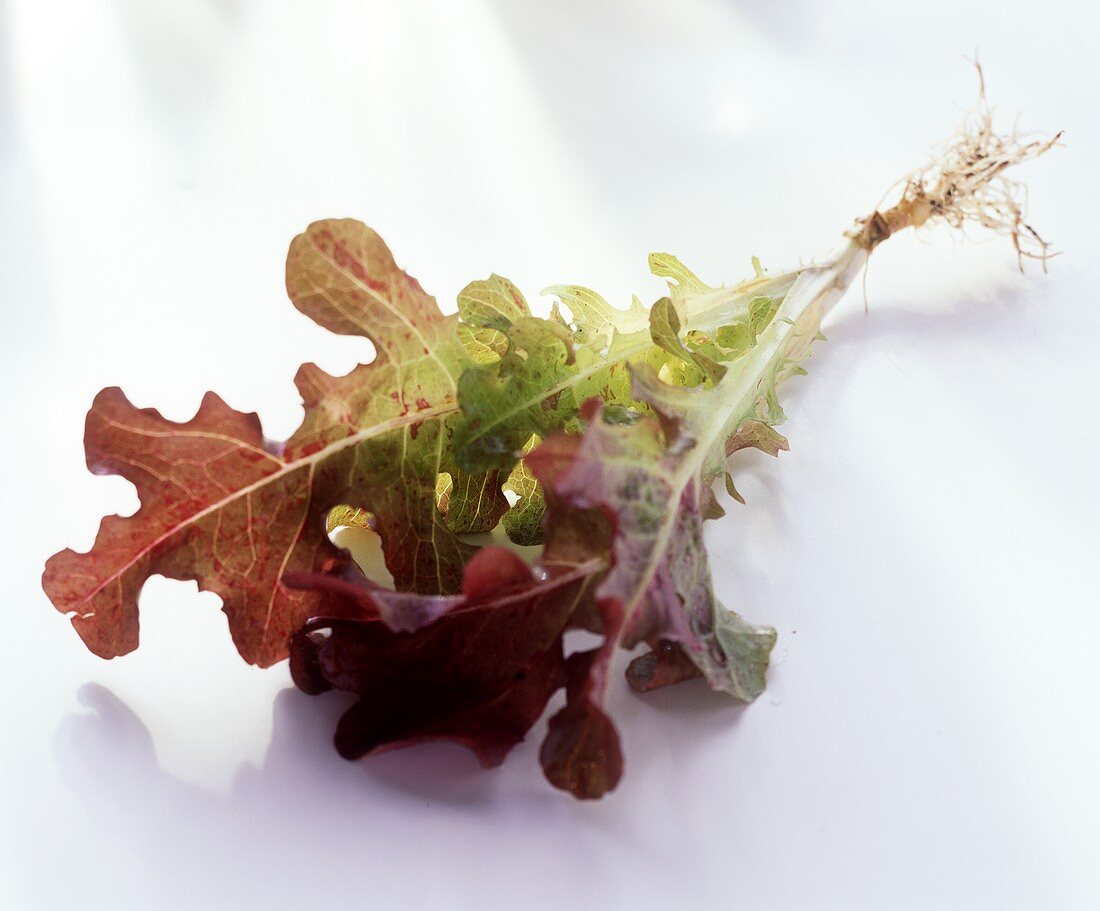 Oak leaf lettuce plant with roots