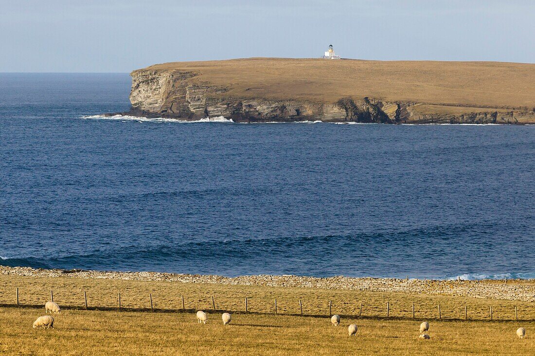 United Kingdom, Scotland, Orkney Islands, Mainland, Birsay Bay, sheep grazing in pastures and Brough of Birsay islet in the background