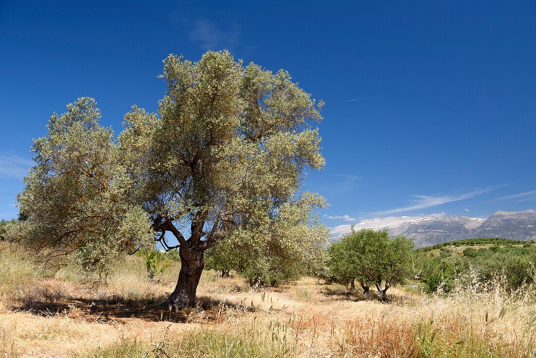 Griechenland, Kreta, Phaistos, Olivenbäume in der Ebene von Messara mit dem Berg Ida (oder Berg Psiloritis) 2.456 Meter hoch im Hintergrund