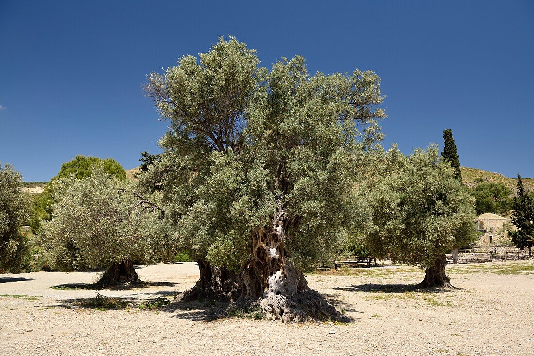 Griechenland, Kreta, Gortyn, archäologische Stätte, hundertjährige Olivenbäume