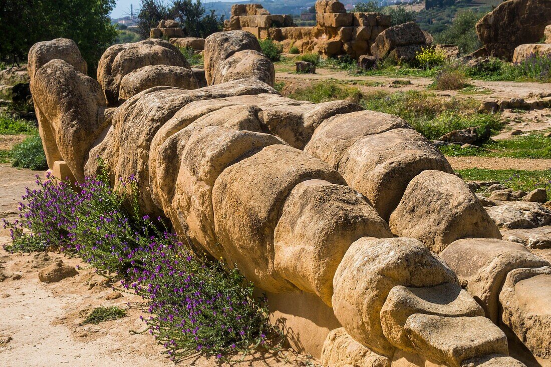 Italien, Sizilien, Agrigente, archäologischer Park des Tals der Tempel, der von der UNESCO zum Weltkulturerbe erklärt wurde, Telamons des Zeustempels, riesige Steinstatuen, die das Gebäude stützten