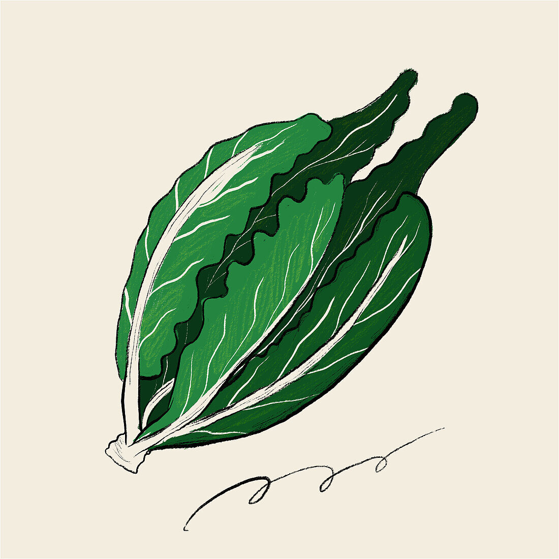 A stylized digital drawing features the vivid leaves of a green lettuce head with distinct white veins on a neutral background.