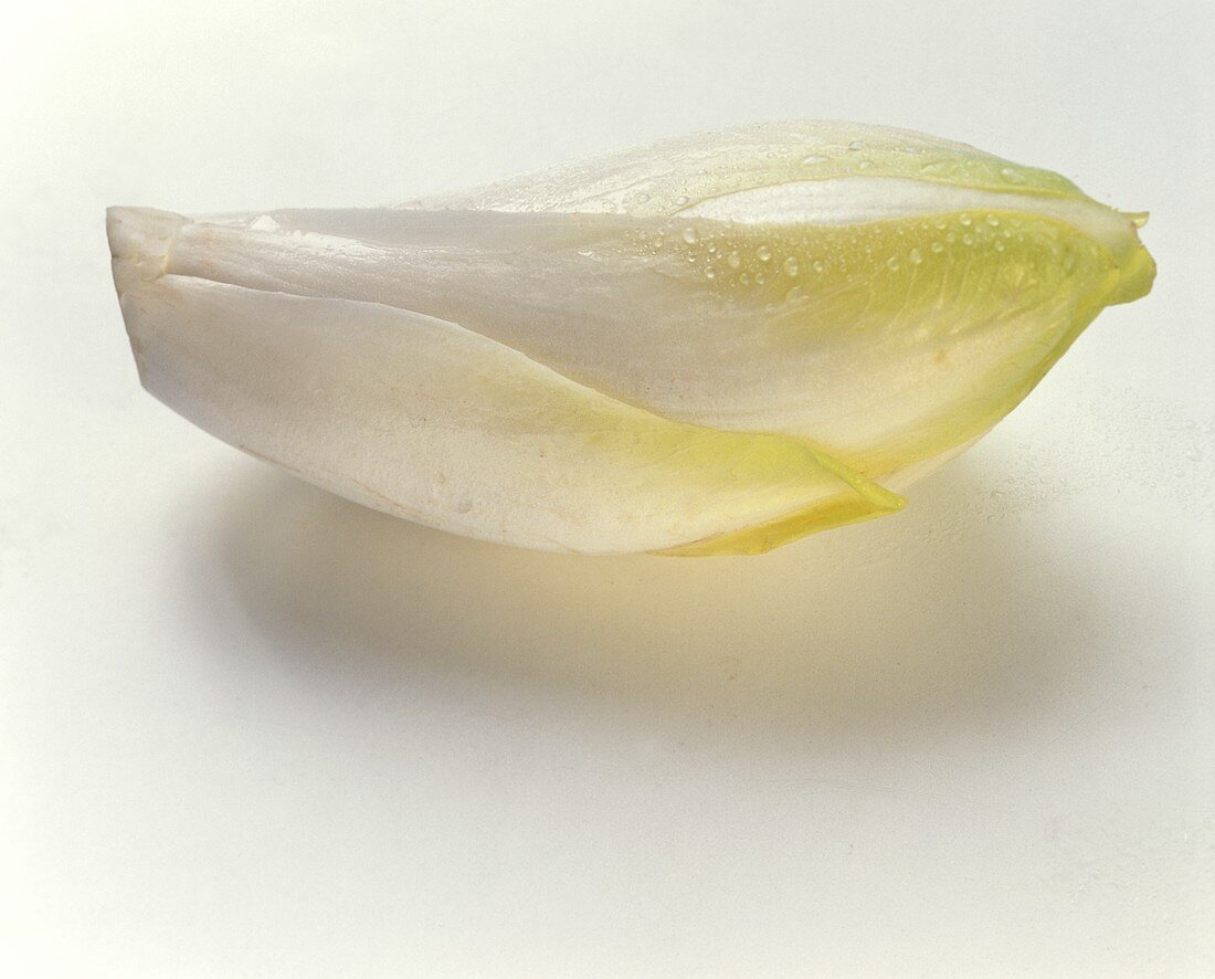 Chicory