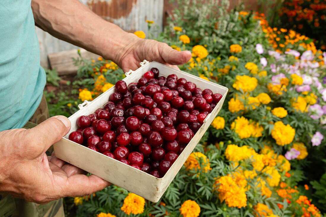 Hands holding a container of ripe cherries with a colorful flower garden in the background, showcasing fresh harvest and natural beauty.