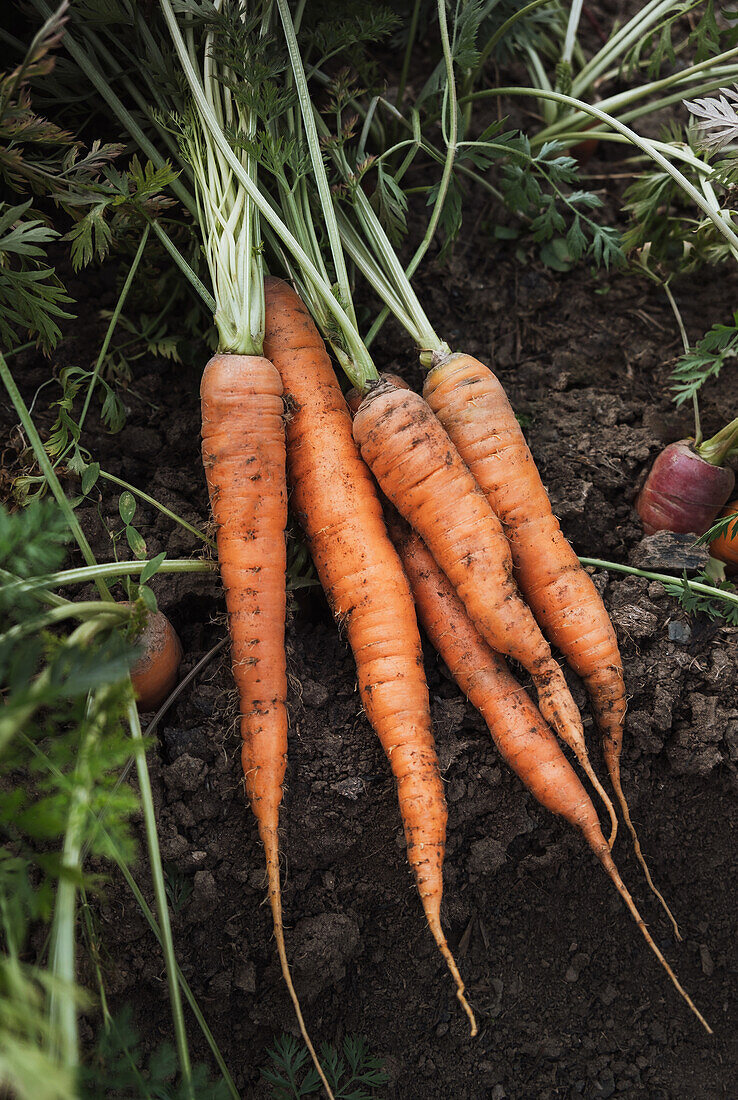 A bunch of organic carrots with green tops freshly picked from the vegetable garden, resting on rich, dark soil