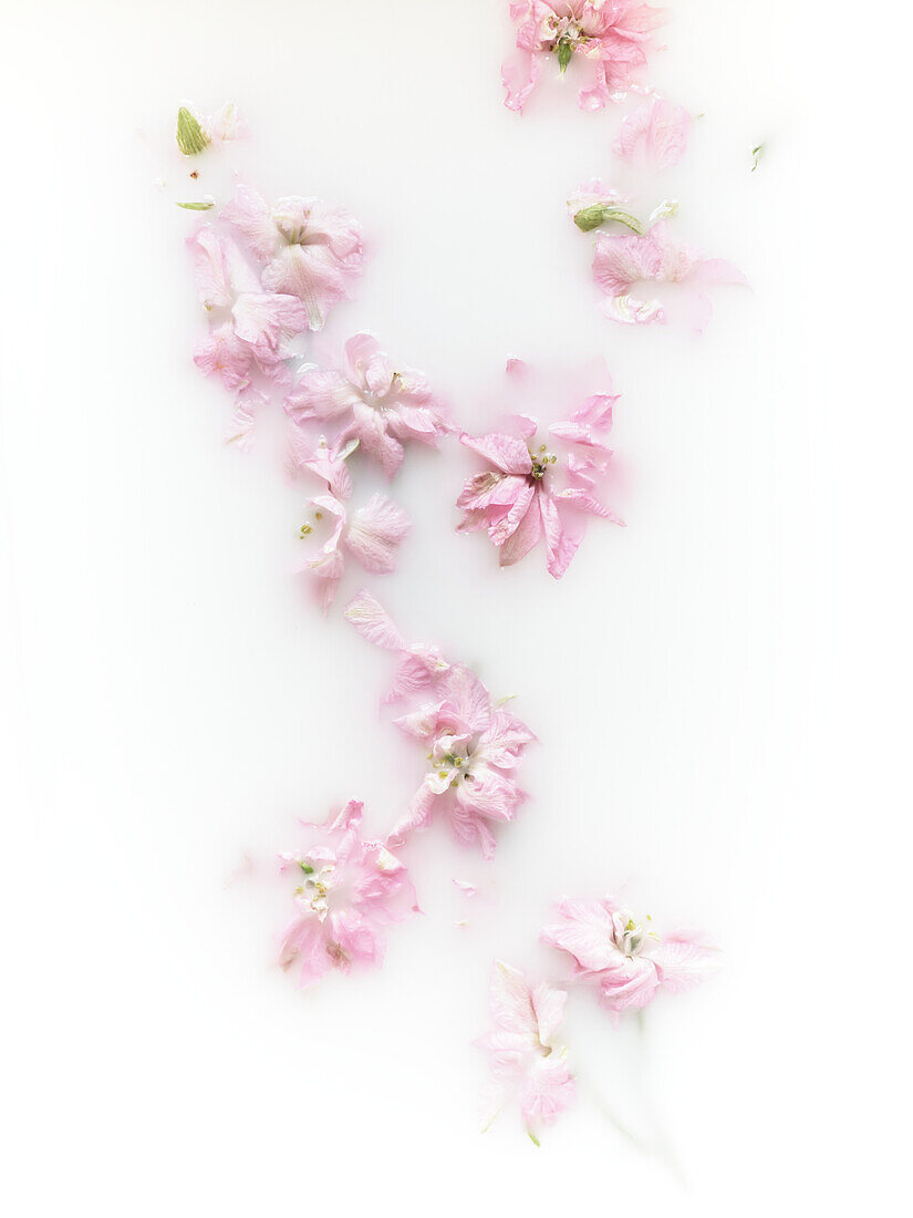 Soft pink flowers scattered across a pure white background, creating a delicate and serene floral arrangement