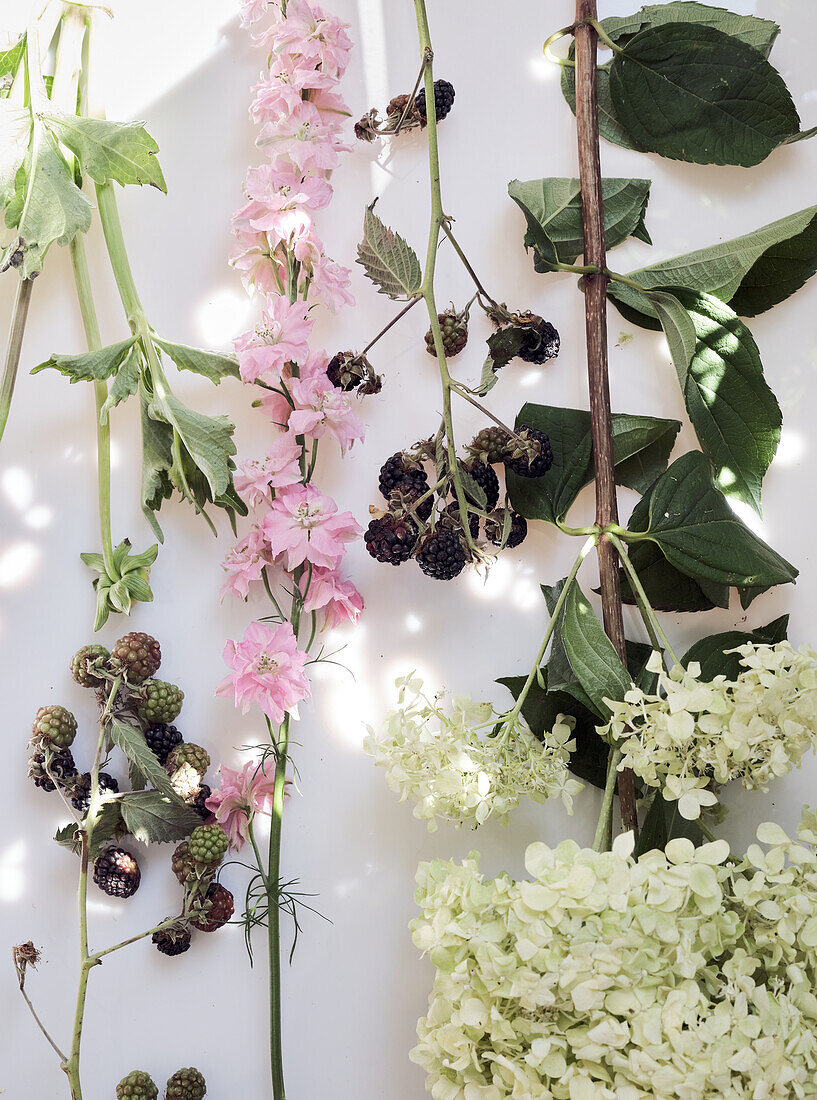 A serene layout featuring a collection of delicate pink wildflowers, lush green leaves, and clusters of ripe and unripe berries, all bathed in gentle sunlight on a crisp white surface