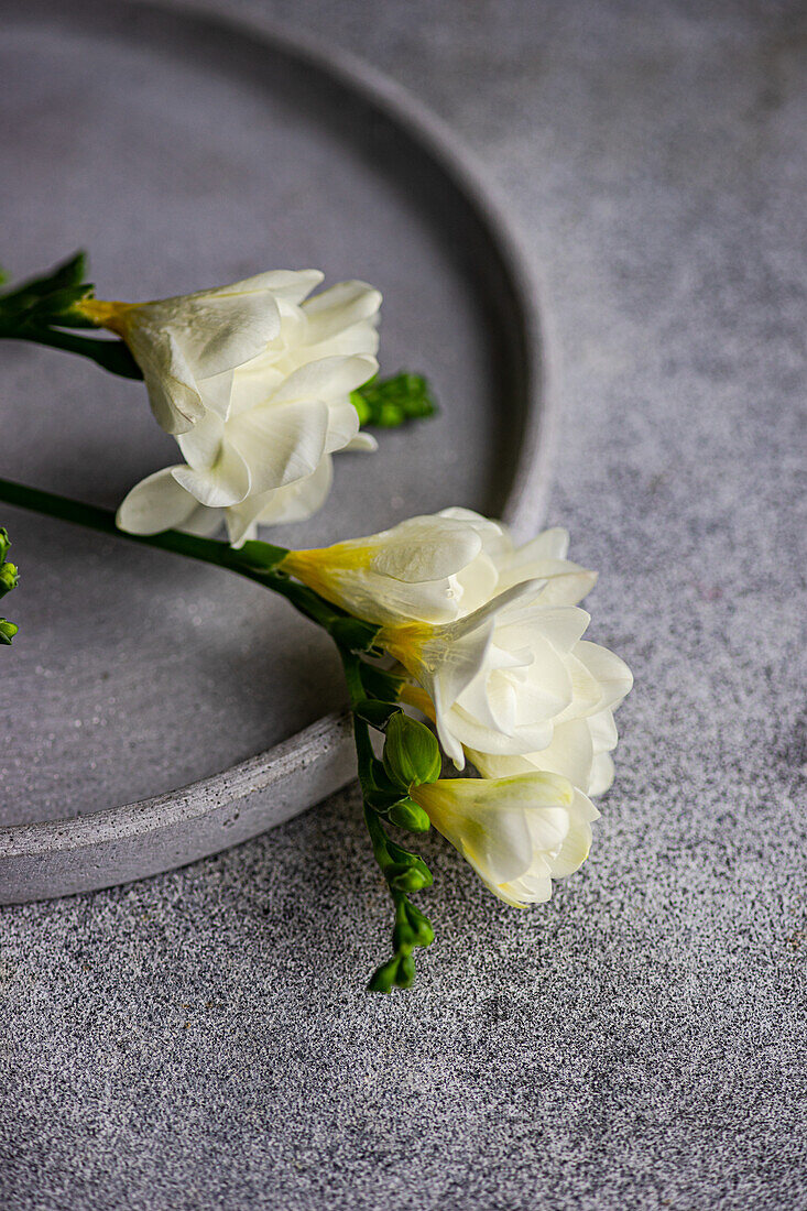 Eine Nahaufnahme von eleganten weißen Freesienblüten, die auf einem grauen, strukturierten Tisch ruhen und ein raffiniertes und sanftes Tischthema andeuten, das perfekt für besondere Anlässe ist