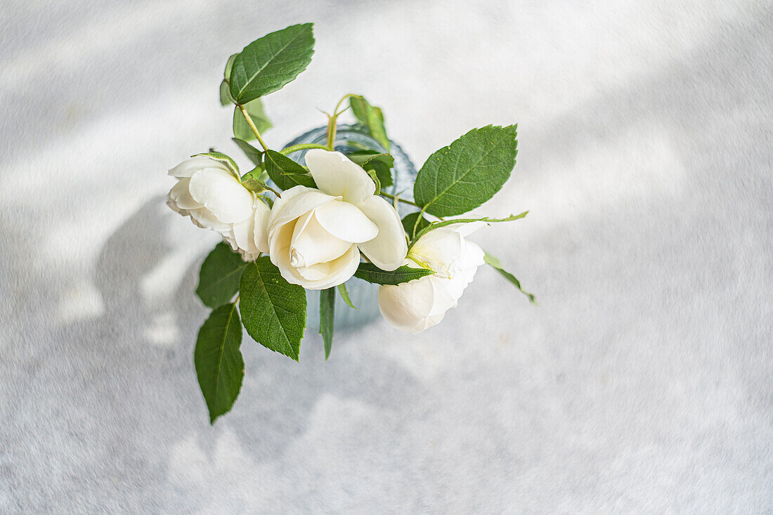 Aerial view of beautiful white roses in a blue glass vase, placed on a textured white surface, capturing a sense of purity and tranquility