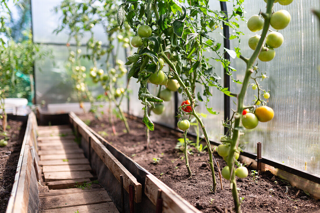 Üppige grüne Tomatenpflanzen, die sowohl reife als auch unreife Bio-Tomaten in einem sonnenbeschienenen Gewächshaus tragen, illustrieren nachhaltige landwirtschaftliche Praktiken