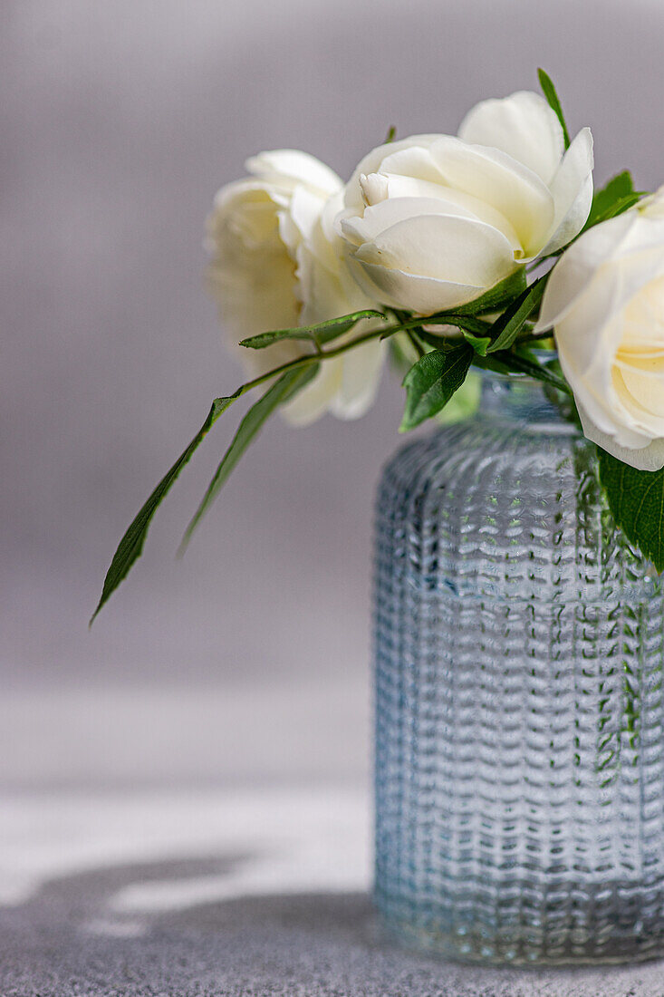 This close-up captures the delicate beauty of white roses in a blue glass vase, set against a soft grey backdrop, highlighting the intricate details and textures