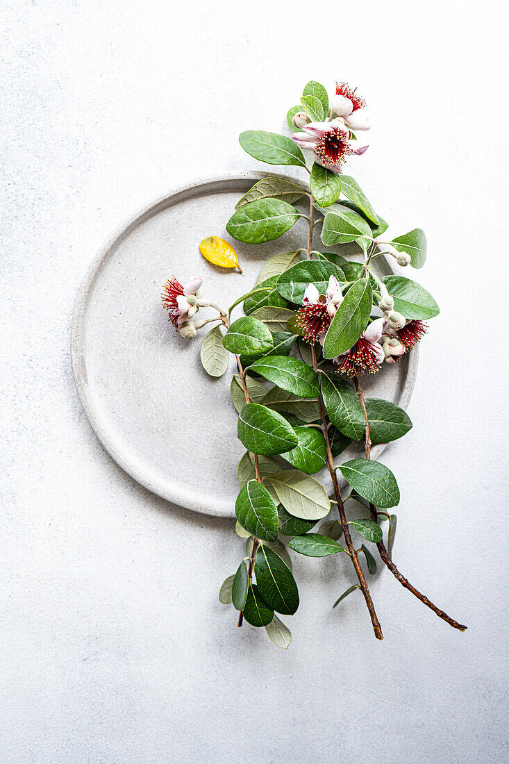 Draufsicht auf einen raffiniert gedeckten Tisch mit blumengeschmückten Fijoa-Zweigen und üppigen grünen Blättern, kunstvoll arrangiert auf einer einfachen Keramikplatte vor einem strukturierten weißen Hintergrund