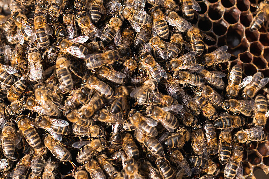 Top view closeup of many bees sitting on honeycomb in apiary in countryside