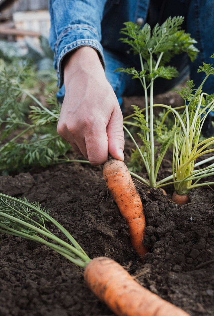 Abgeschnittene, nicht erkennbare Nahaufnahme einer Hand, die eine reife Karotte aus dem fruchtbaren Gartenboden zupft, als Symbol für frische Bio-Ernte und nachhaltiges Leben